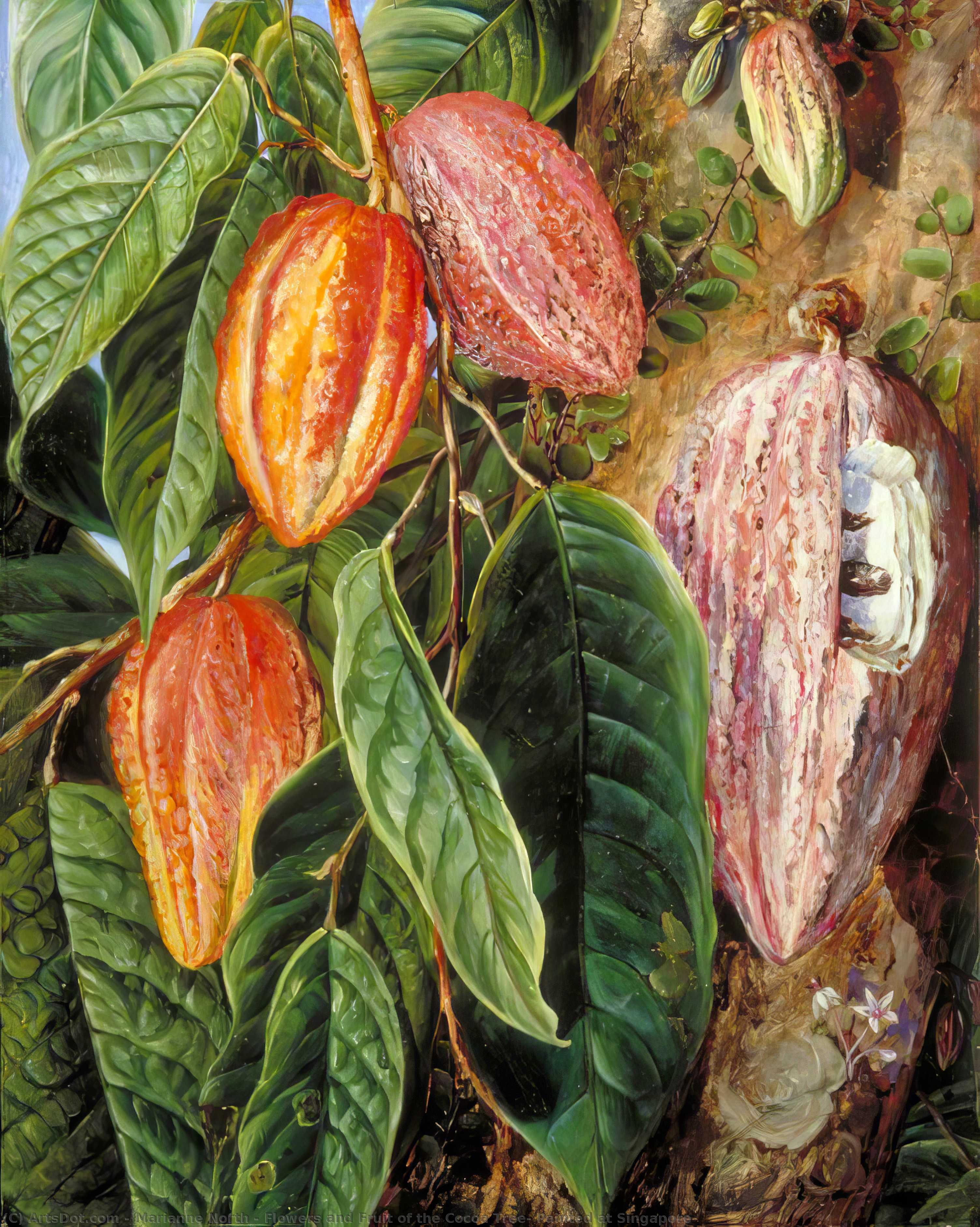 Wikioo.org - The Encyclopedia of Fine Arts - Painting, Artwork by Marianne North - Flowers and Fruit of the Cocoa Tree, Painted at Singapore