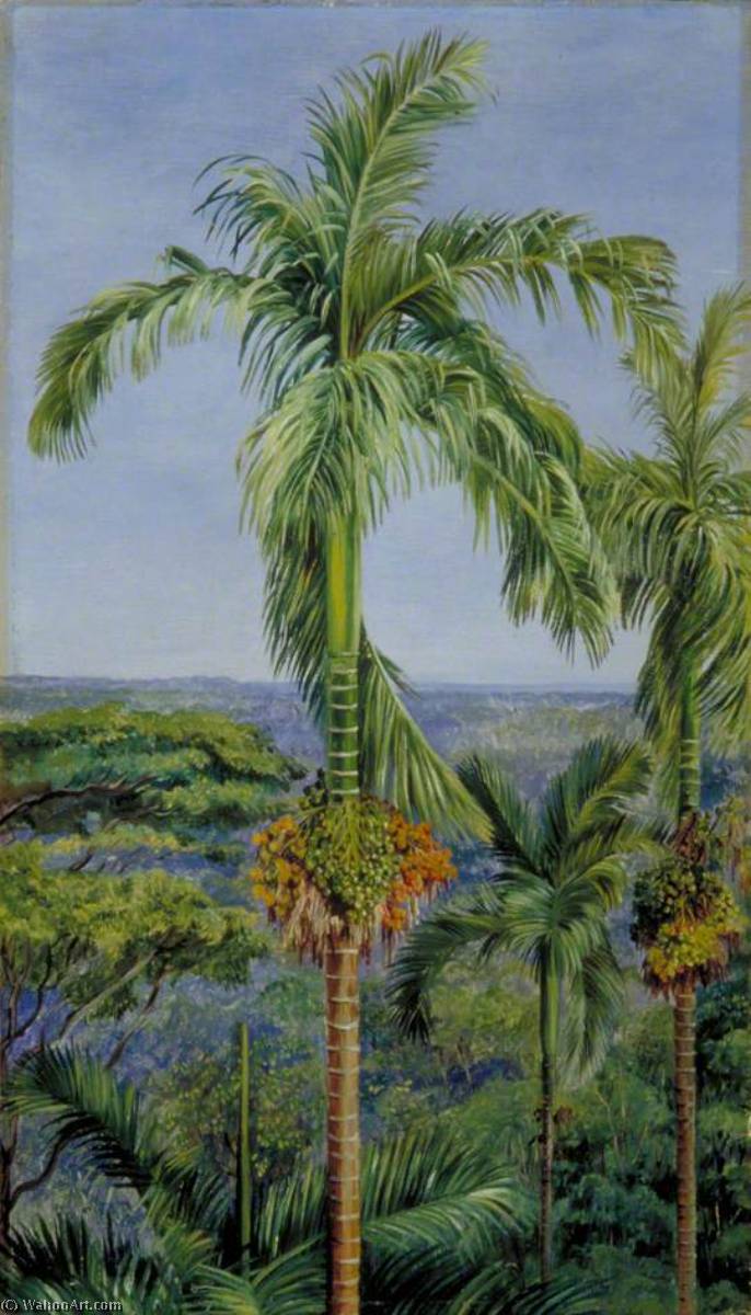 Wikioo.org - The Encyclopedia of Fine Arts - Painting, Artwork by Marianne North - Areca or Betel Nut Palm, Singapore
