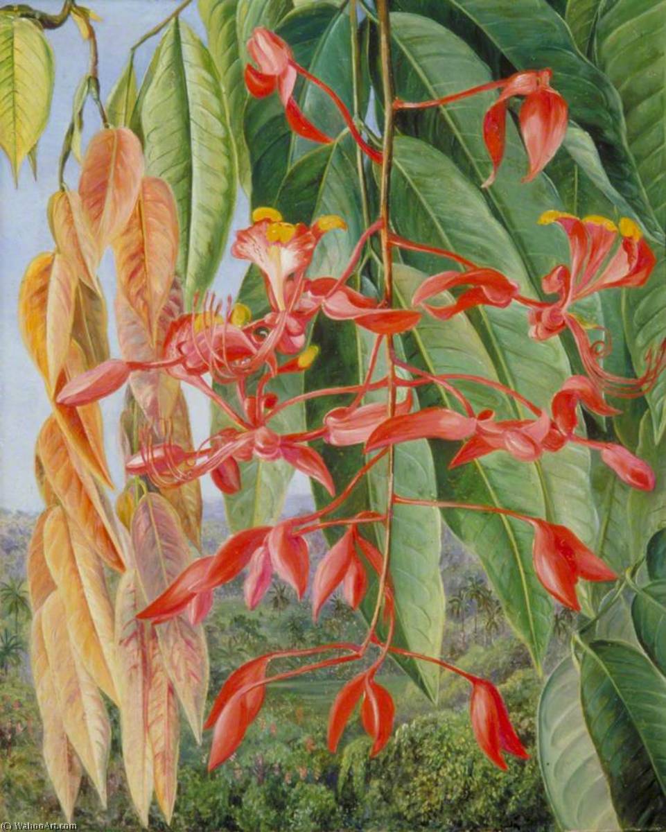 Wikioo.org - The Encyclopedia of Fine Arts - Painting, Artwork by Marianne North - Foliage and Flowers of the Burmese Thaw Ka or Soka, Painted at Singapore