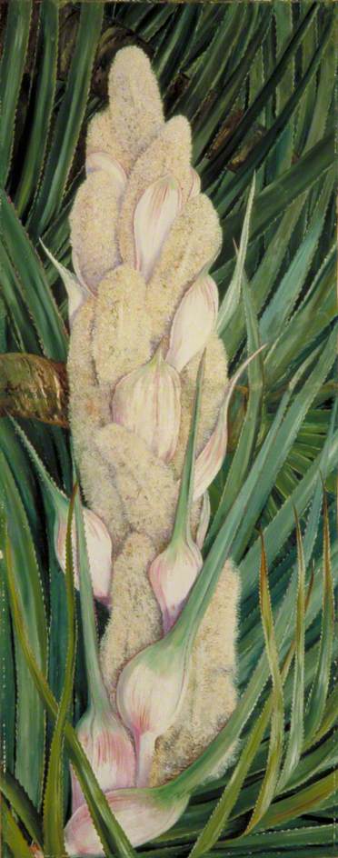 WikiOO.org - Güzel Sanatlar Ansiklopedisi - Resim, Resimler Marianne North - Male Inflorescence and Foliage of a Screw Pine, Natal