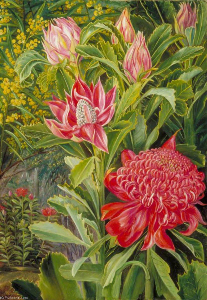 Wikioo.org - The Encyclopedia of Fine Arts - Painting, Artwork by Marianne North - Flowers of the Waratah, of New South Wales