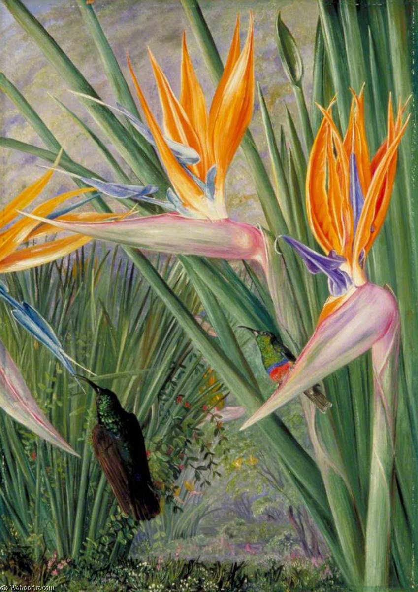 Wikioo.org – La Enciclopedia de las Bellas Artes - Pintura, Obras de arte de Marianne North - Strelitzia asícomo aves de azúcar , sur áfrica