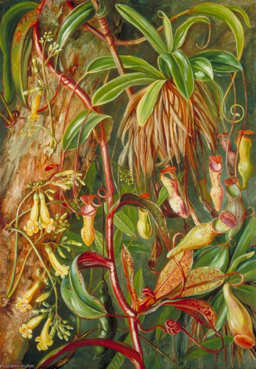 Wikioo.org - The Encyclopedia of Fine Arts - Painting, Artwork by Marianne North - Seychelles Pitcher Plant and Bilimb Marron