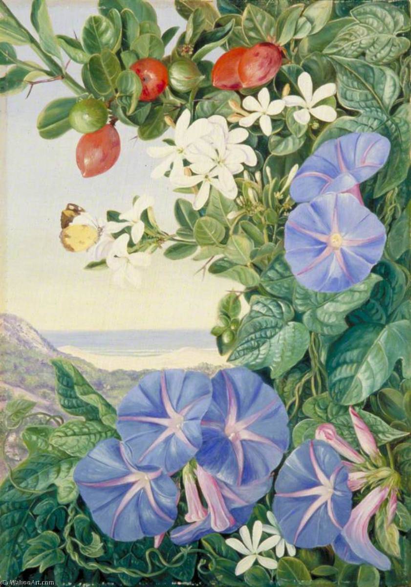 Wikioo.org - The Encyclopedia of Fine Arts - Painting, Artwork by Marianne North - Amantungula in Flower and Fruit, and Blue Ipomoea, South Africa