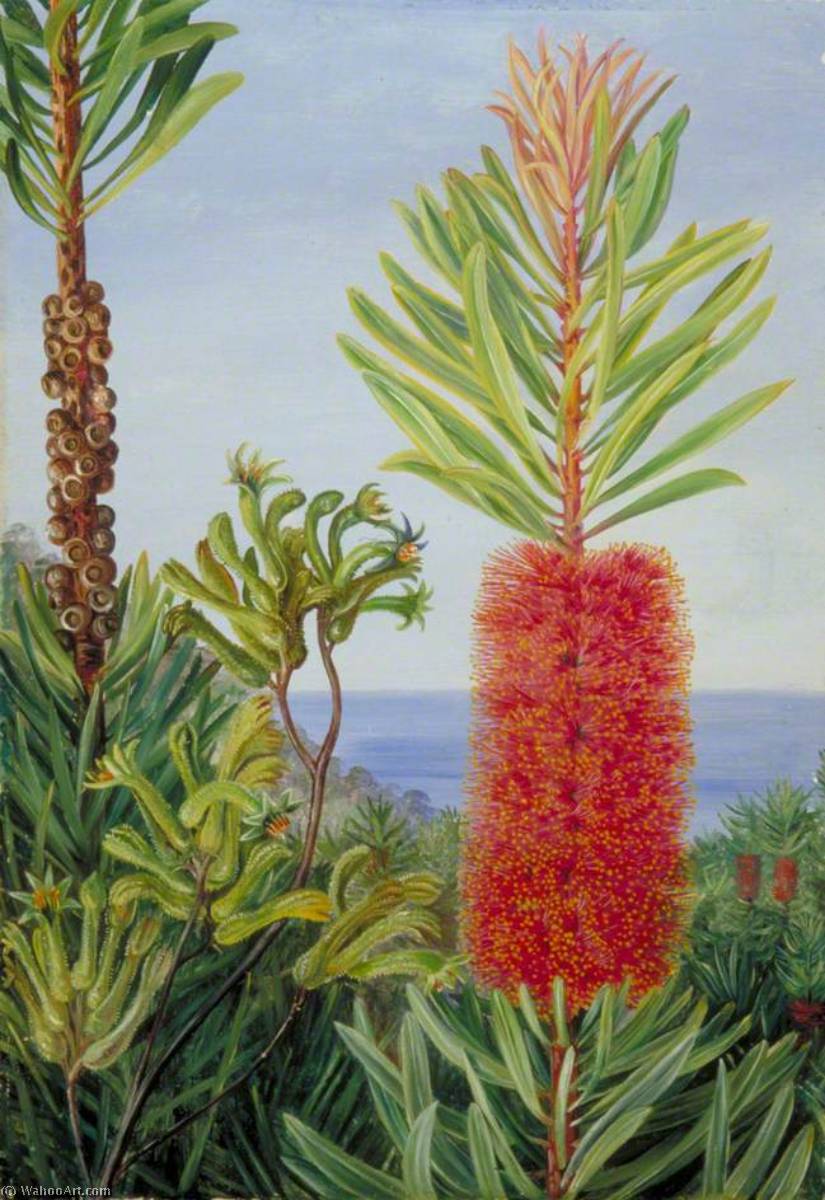 WikiOO.org - Enciklopedija dailės - Tapyba, meno kuriniai Marianne North - Flowers of a West Australian Shrub and Kangaroo Feet