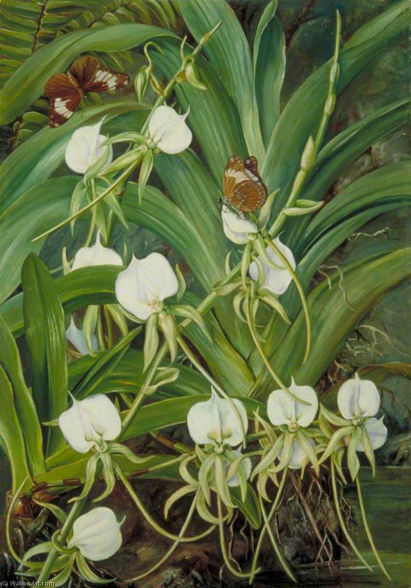WikiOO.org - אנציקלופדיה לאמנויות יפות - ציור, יצירות אמנות Marianne North - A Native Orchid and Butterflies, Mahé, Seychelles