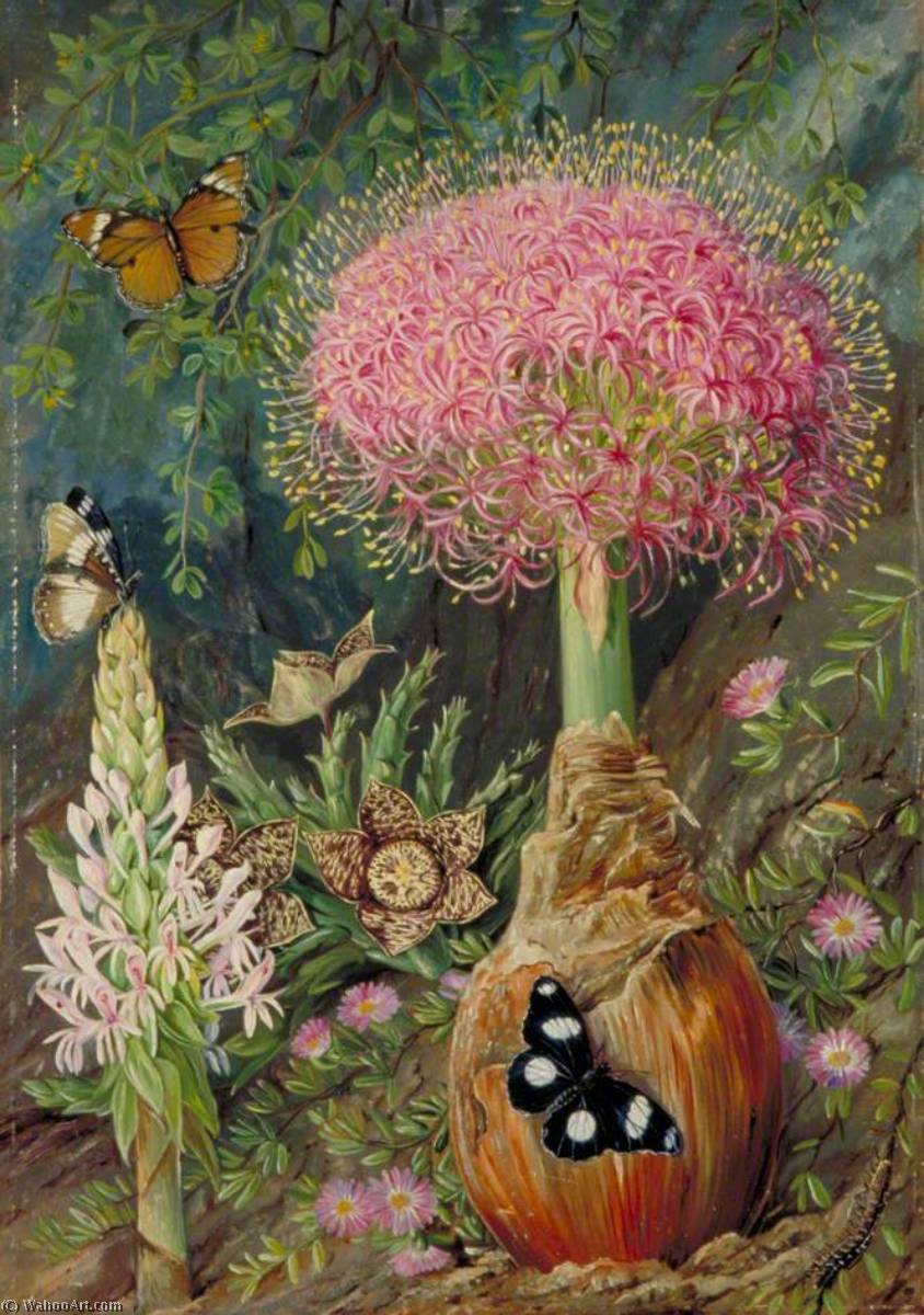 WikiOO.org - Enciklopedija likovnih umjetnosti - Slikarstvo, umjetnička djela Marianne North - Buphane toxicara and Other Flowers of Grahamstown