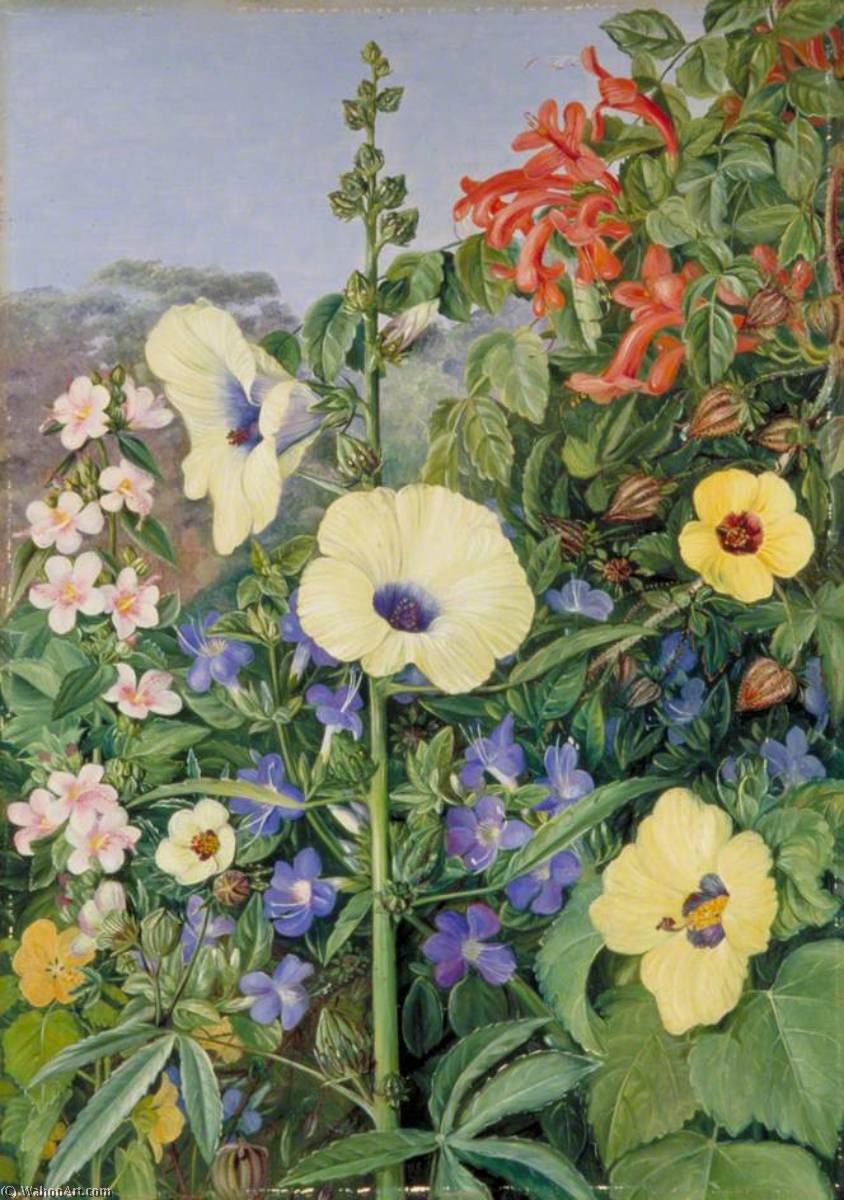 Wikioo.org - The Encyclopedia of Fine Arts - Painting, Artwork by Marianne North - Various Species of Hibiscus with Tecoma and Barleria, Natal