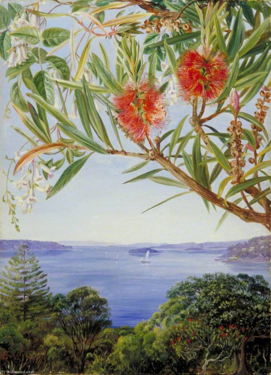 Wikioo.org - Encyklopedia Sztuk Pięknych - Malarstwo, Grafika Marianne North - Two Australian Shrubs with Sydney Harbour below