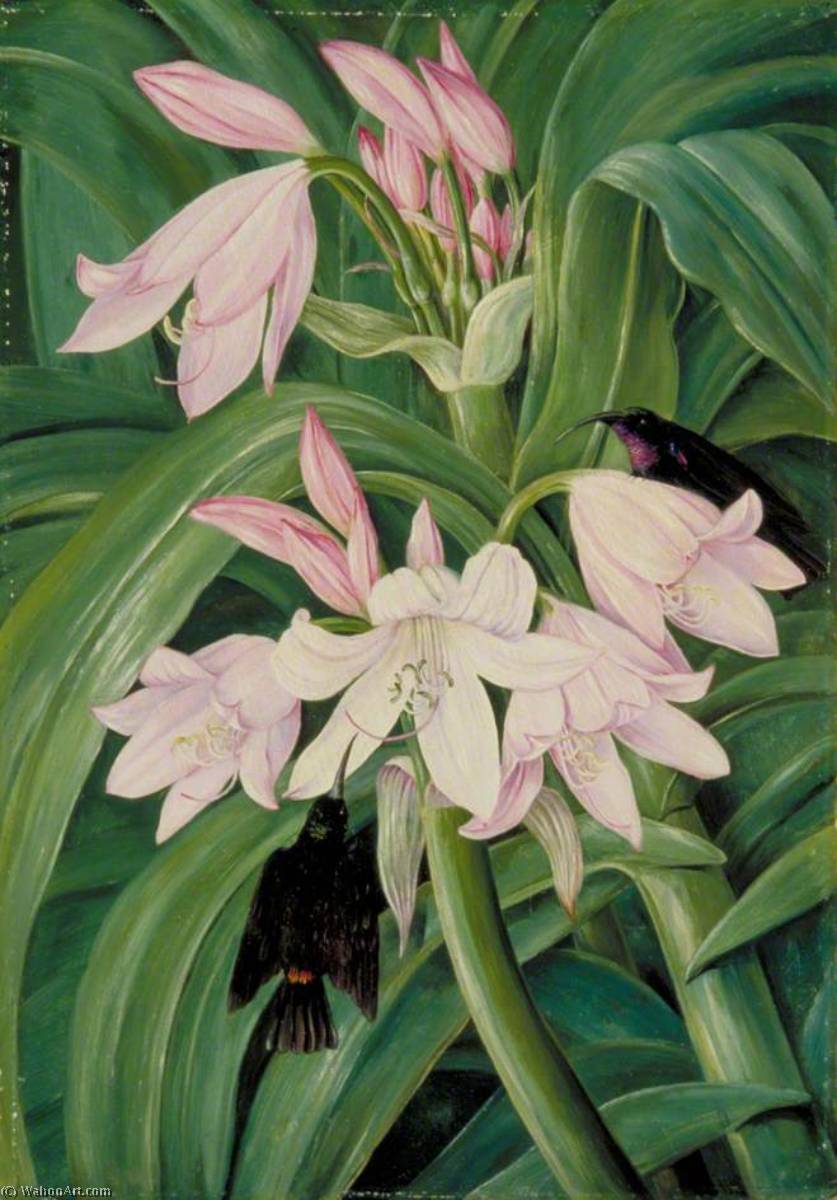 Wikioo.org - The Encyclopedia of Fine Arts - Painting, Artwork by Marianne North - Crinum moorei and Honeysuckers, Bashi River, South Africa