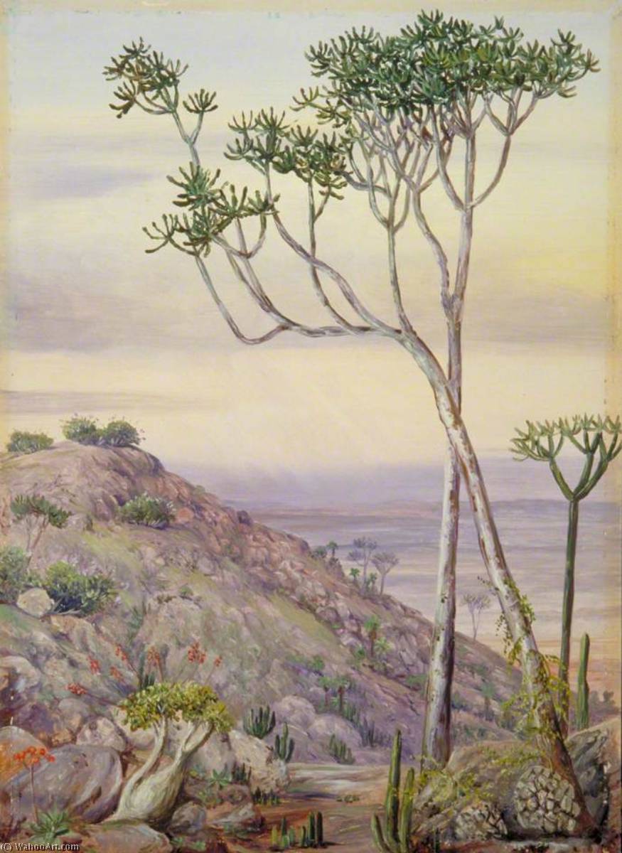 WikiOO.org - Εγκυκλοπαίδεια Καλών Τεχνών - Ζωγραφική, έργα τέχνης Marianne North - Vegetation on the Hills near Grahamstown