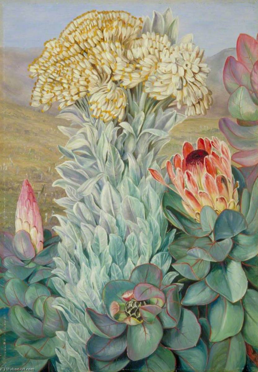 WikiOO.org - Enciclopedia of Fine Arts - Pictura, lucrări de artă Marianne North - Giant Everlasting and Protea on the Hills near Port Elizabeth