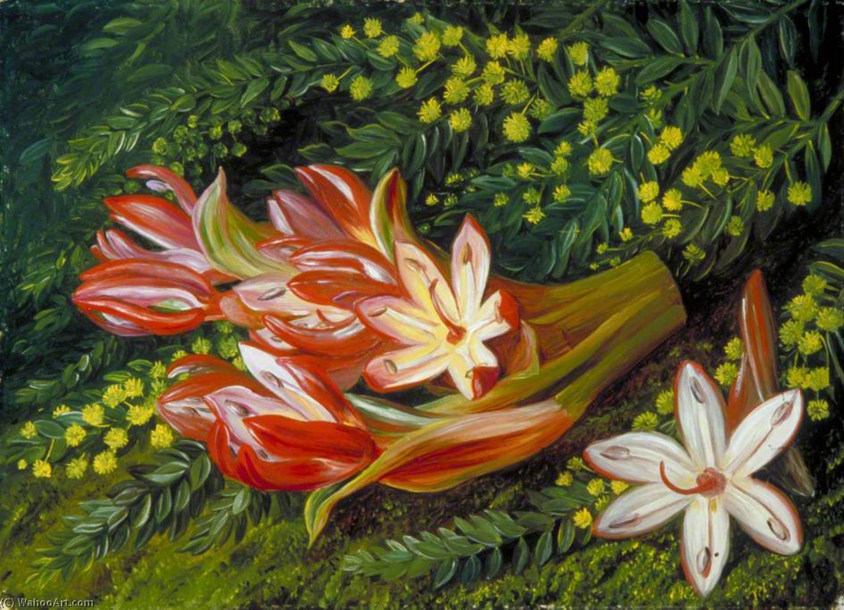 Wikioo.org - Bách khoa toàn thư về mỹ thuật - Vẽ tranh, Tác phẩm nghệ thuật Marianne North - Australian Spear Lily and an Acacia