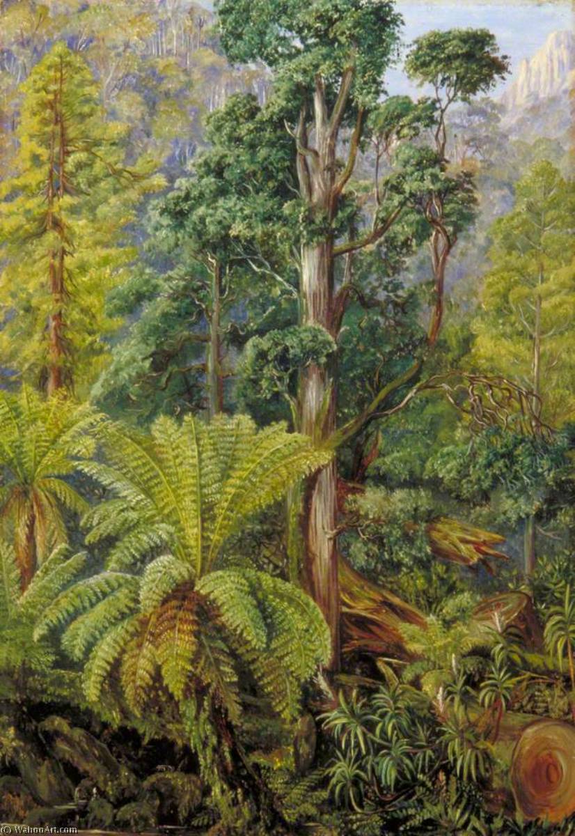 Wikioo.org - The Encyclopedia of Fine Arts - Painting, Artwork by Marianne North - View of the Forest on Mount Wellington, Tasmania