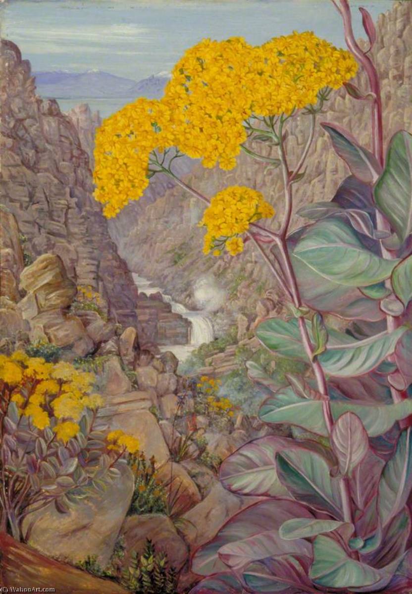 Wikioo.org – L'Encyclopédie des Beaux Arts - Peinture, Oeuvre de Marianne North - Vue de Vallée de Ceres tirées Mitchell's Col , 'Cabbage Plant' à lavant