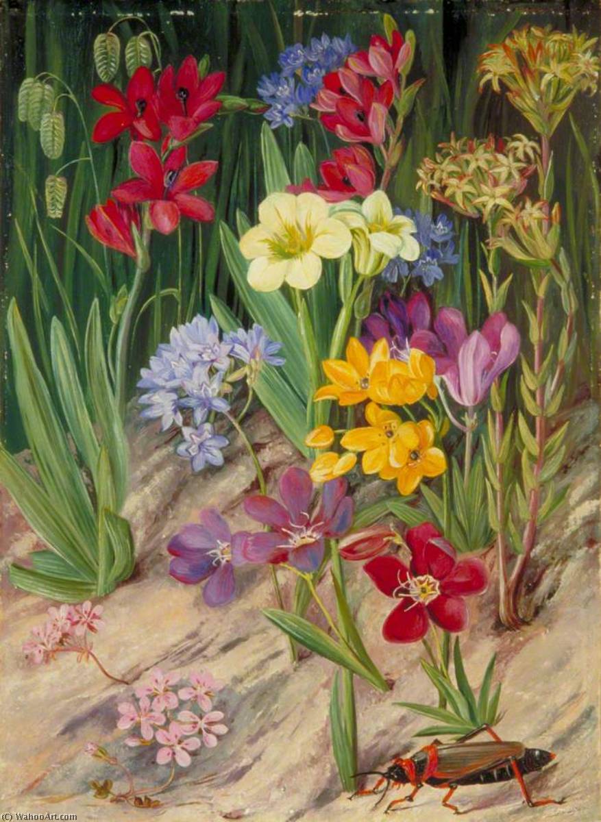 WikiOO.org - Encyclopedia of Fine Arts - Målning, konstverk Marianne North - Flowers of Tulbagh, South Africa