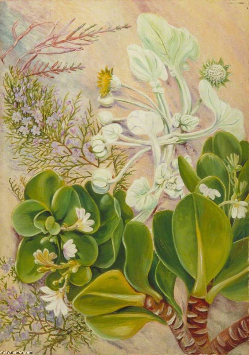 WikiOO.org - Encyclopedia of Fine Arts - Maalaus, taideteos Marianne North - Plants of the Sandy Shore at Port Alfred, South Africa