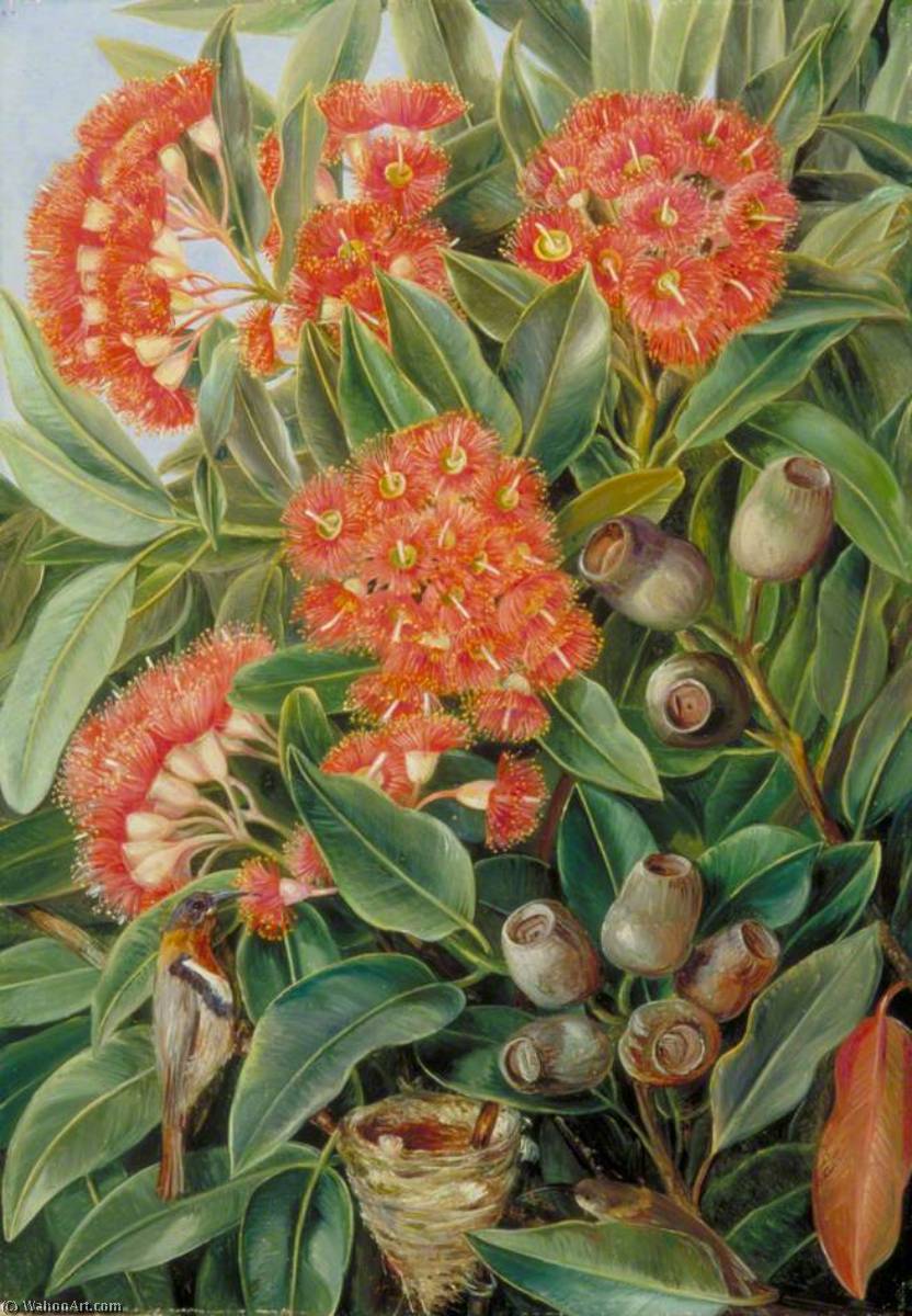 Wikioo.org - The Encyclopedia of Fine Arts - Painting, Artwork by Marianne North - Flowers and Seed Vessels of a West Australian Gum Tree and Honeysuckers
