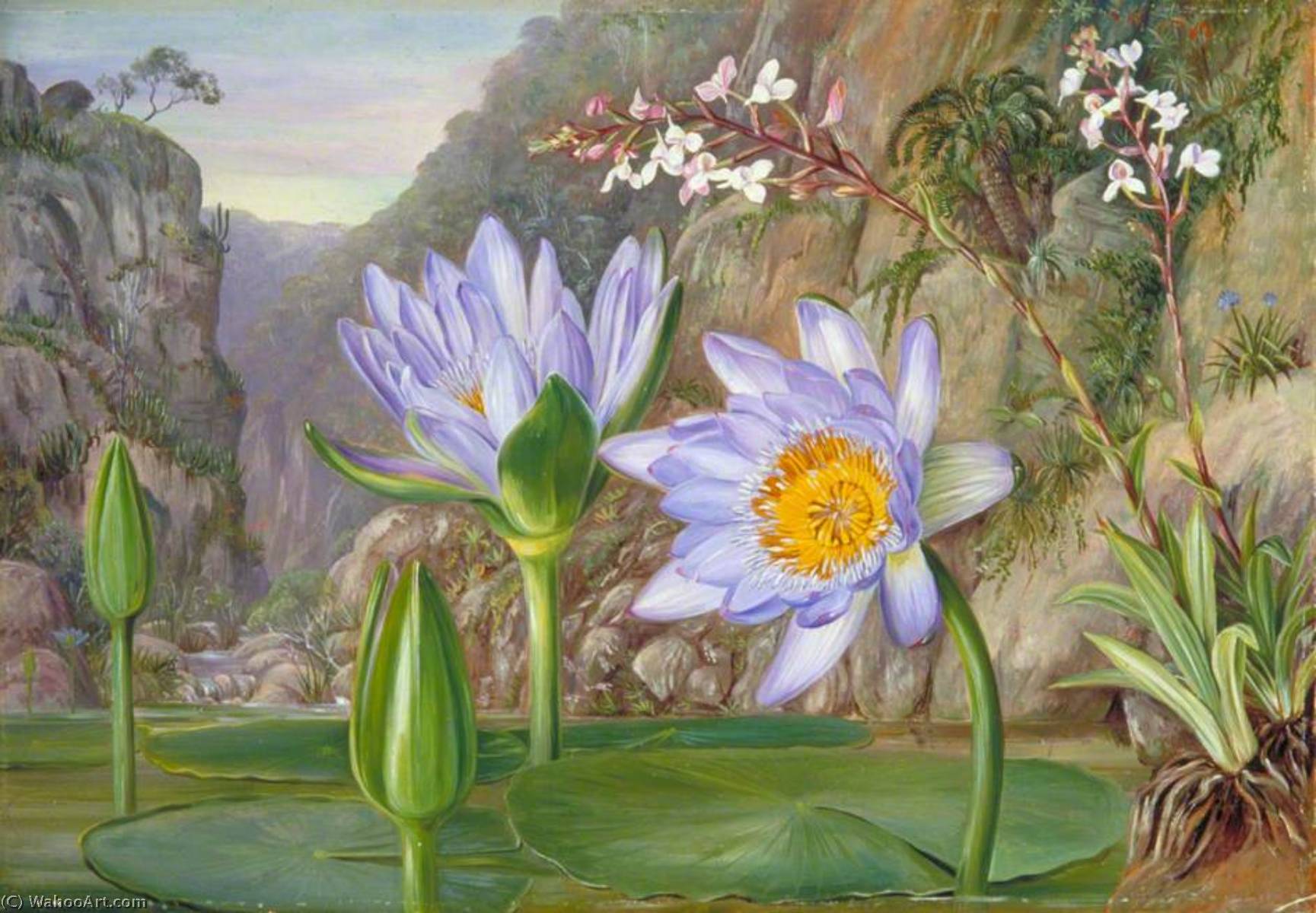 Wikioo.org - The Encyclopedia of Fine Arts - Painting, Artwork by Marianne North - Water Lily and Surrounding Vegetation in Van Staaden's Kloof