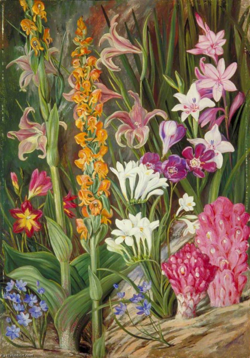 Wikioo.org - Encyklopedia Sztuk Pięknych - Malarstwo, Grafika Marianne North - Flowers of the Sandy Flats near Cape Town