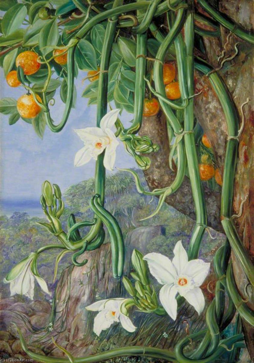 WikiOO.org - Encyclopedia of Fine Arts - Maleri, Artwork Marianne North - Native Vanilla Hanging from the Wild Orange, Praslin, Seychelles