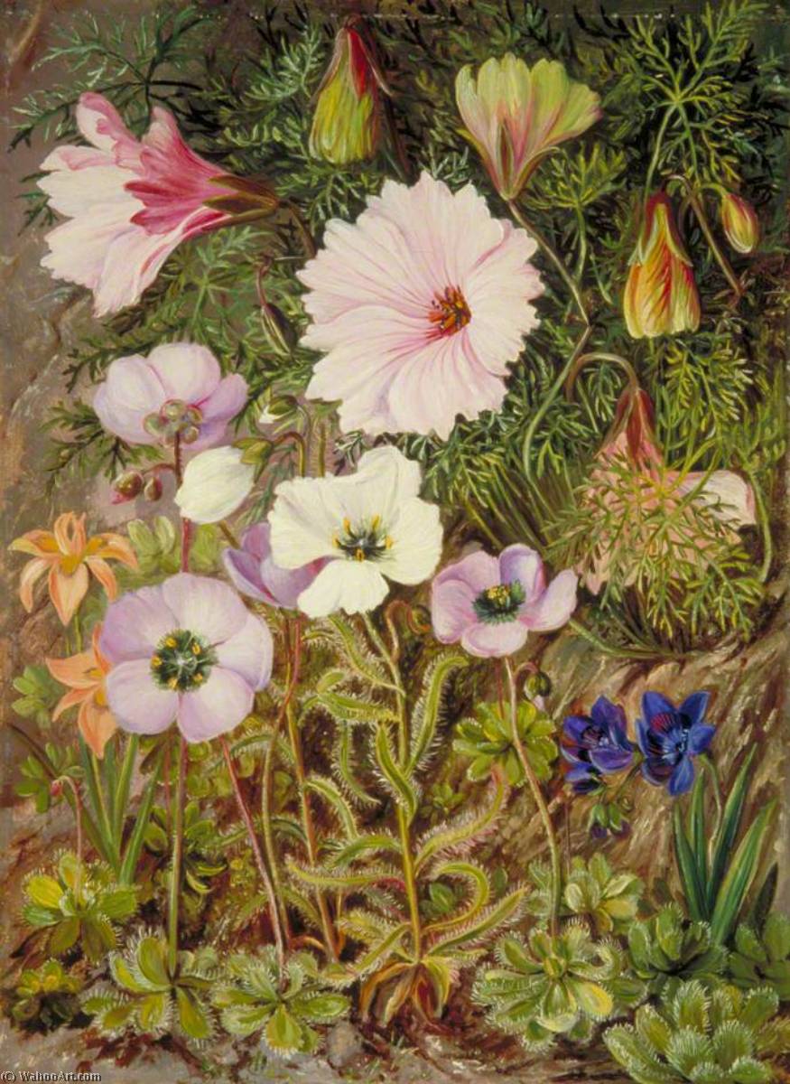 Wikioo.org - Bách khoa toàn thư về mỹ thuật - Vẽ tranh, Tác phẩm nghệ thuật Marianne North - South African Sundews and Other Flowers