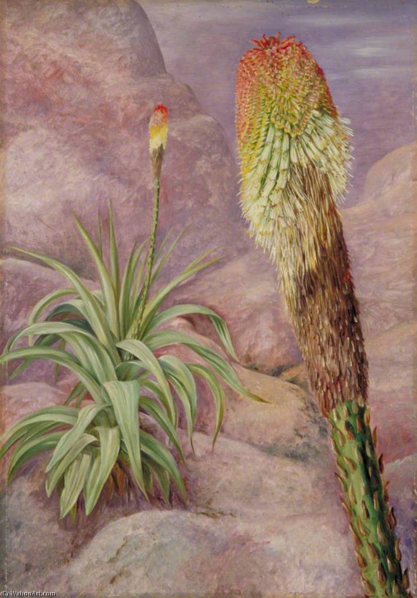 Wikioo.org - The Encyclopedia of Fine Arts - Painting, Artwork by Marianne North - A Giant Kniphofia near Grahamstown