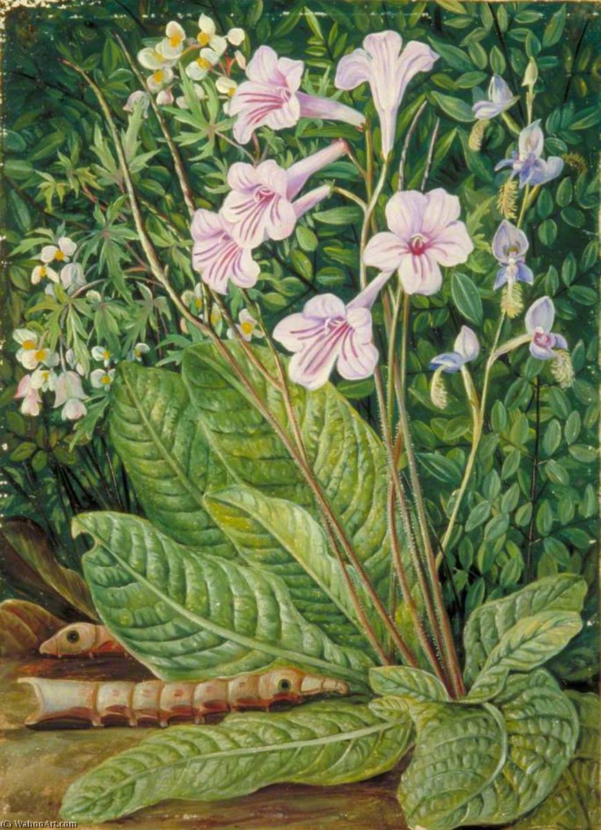 WikiOO.org - Encyclopedia of Fine Arts - Maľba, Artwork Marianne North - South African Flowers and Snake Headed Caterpillars