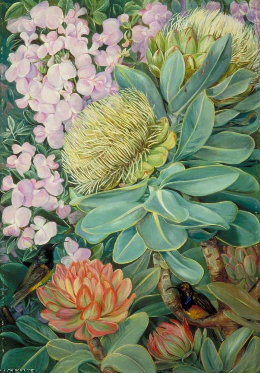 WikiOO.org - Енциклопедия за изящни изкуства - Живопис, Произведения на изкуството Marianne North - Flowers of the Wagenboom and a Podalyria, and Honeysuckers