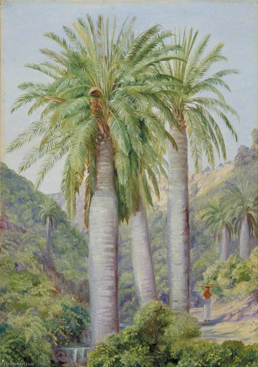 WikiOO.org - Encyclopedia of Fine Arts - Maľba, Artwork Marianne North - Chilian Palms in the Valley of Salto
