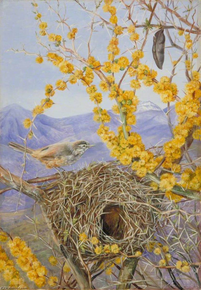 Wikioo.org – La Enciclopedia de las Bellas Artes - Pintura, Obras de arte de Marianne North - Armado Bird's Nido en acacia Arbusto , Chile