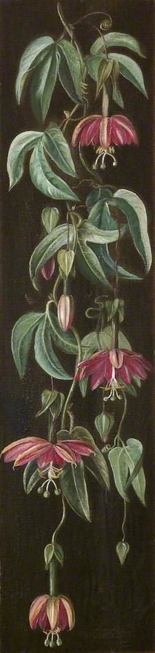 WikiOO.org - Encyclopedia of Fine Arts - Malba, Artwork Marianne North - Exotic Flowering Plant on a Black Background