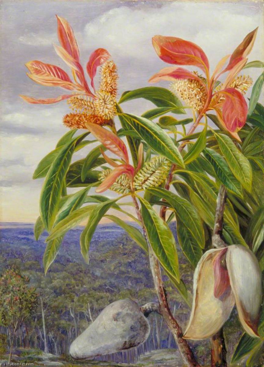 WikiOO.org - Enciclopédia das Belas Artes - Pintura, Arte por Marianne North - Flowers and Seed Vessels of the Port Jackson Wooden Pear, New South Wales