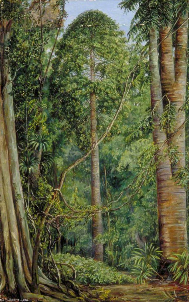 WikiOO.org - Encyclopedia of Fine Arts - Malba, Artwork Marianne North - Study of the Bunya Bunya