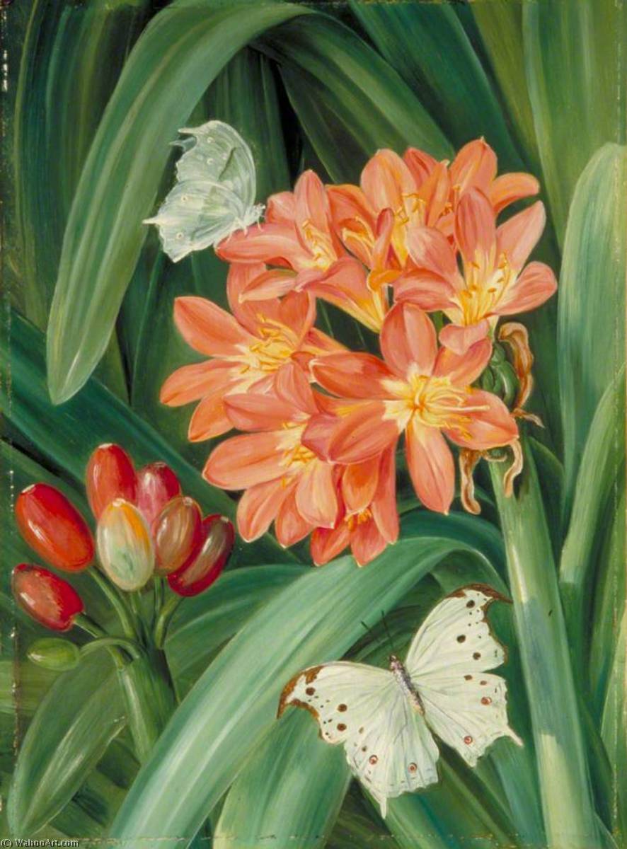 Wikioo.org - The Encyclopedia of Fine Arts - Painting, Artwork by Marianne North - Clivia miniata and Moths, Natal