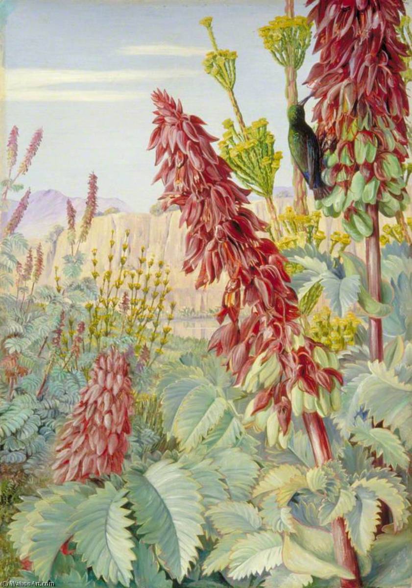 Wikioo.org - The Encyclopedia of Fine Arts - Painting, Artwork by Marianne North - Touch Me Not and Sugar Birds at Tulbagh, South Africa