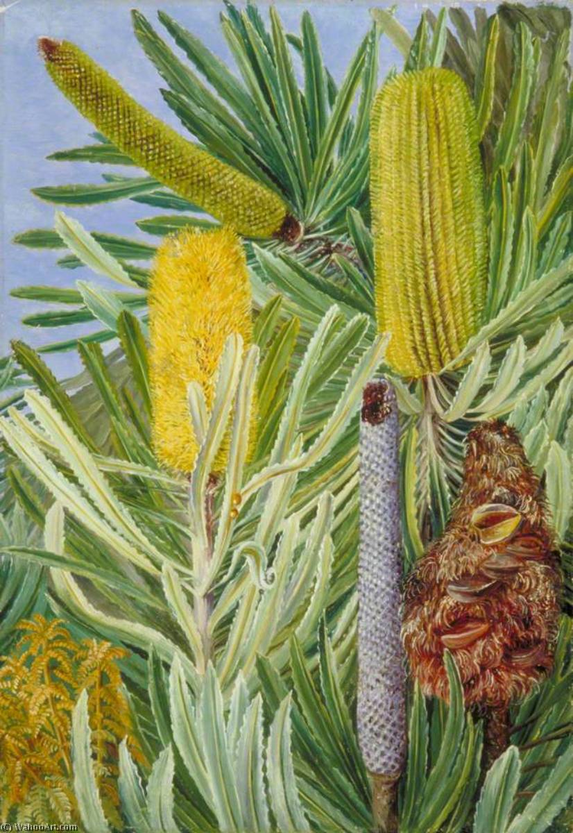 Wikioo.org - The Encyclopedia of Fine Arts - Painting, Artwork by Marianne North - A West Australian Banksia
