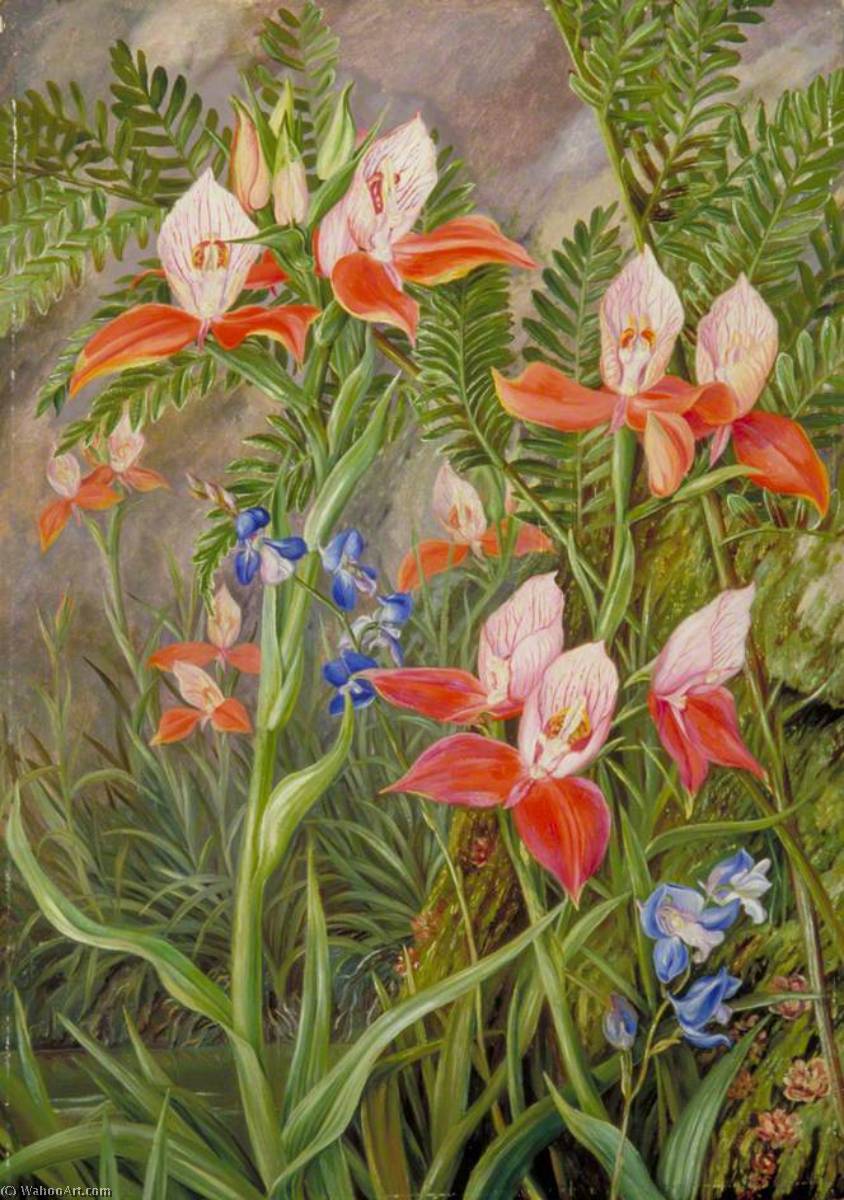 WikiOO.org - Encyclopedia of Fine Arts - Lukisan, Artwork Marianne North - The Glory of Table Mountain, Cape of Good Hope