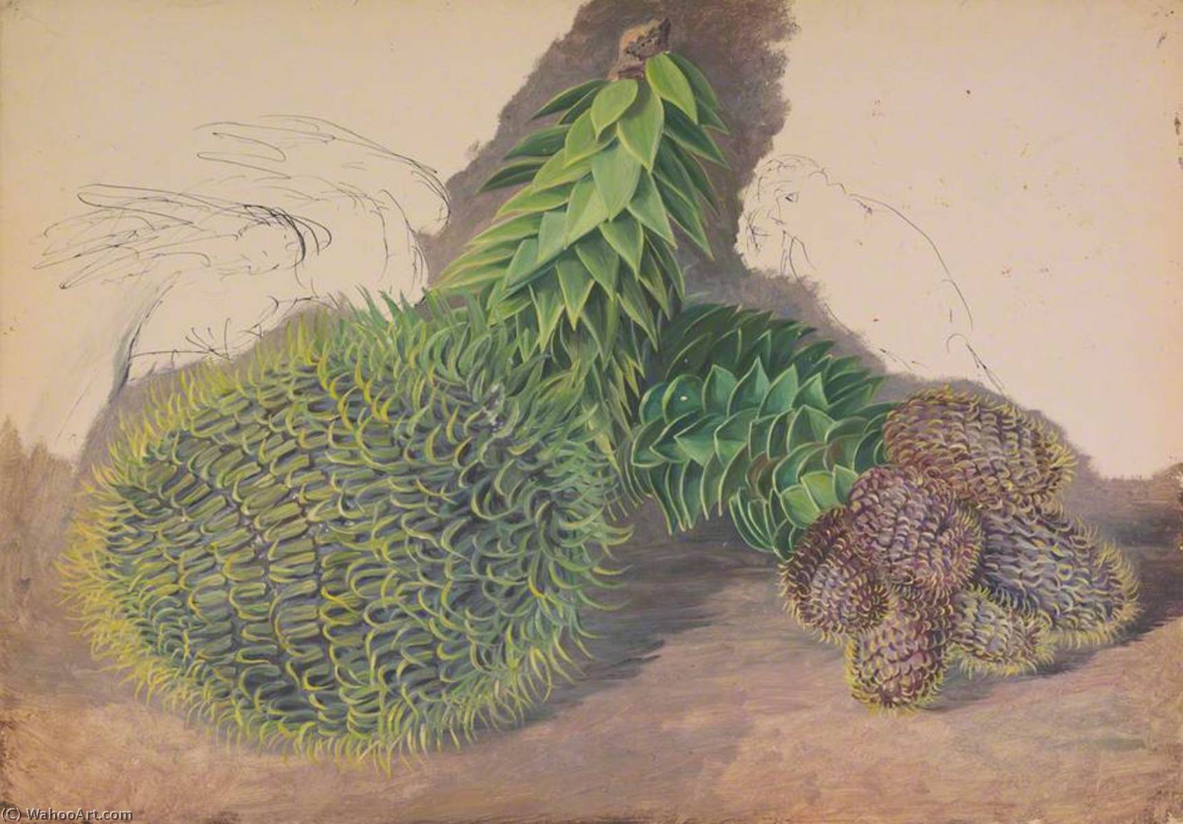 WikiOO.org - Encyclopedia of Fine Arts - Lukisan, Artwork Marianne North - Male Cones of Araucaria araucana