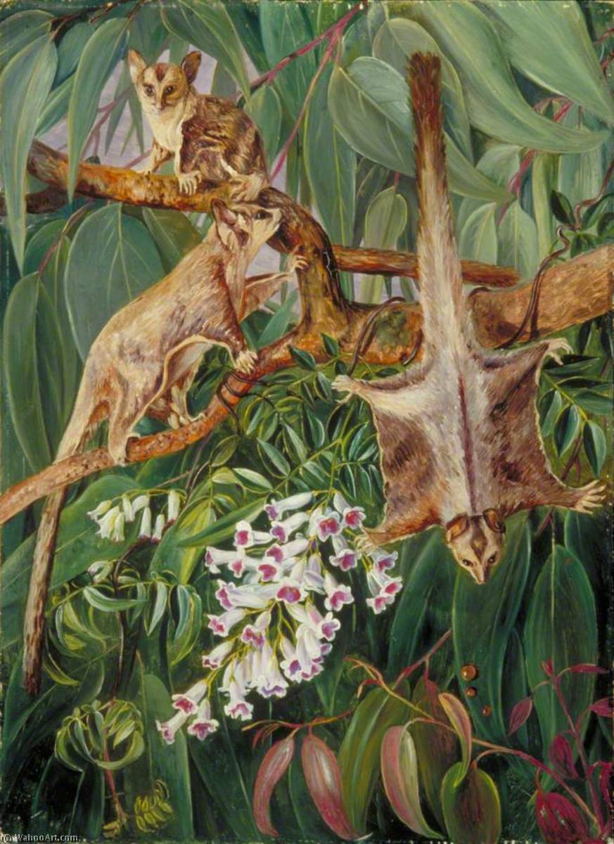 Wikioo.org - The Encyclopedia of Fine Arts - Painting, Artwork by Marianne North - Foliage of a Gum Tree and Flowers of Tecoma with Flying Opossums