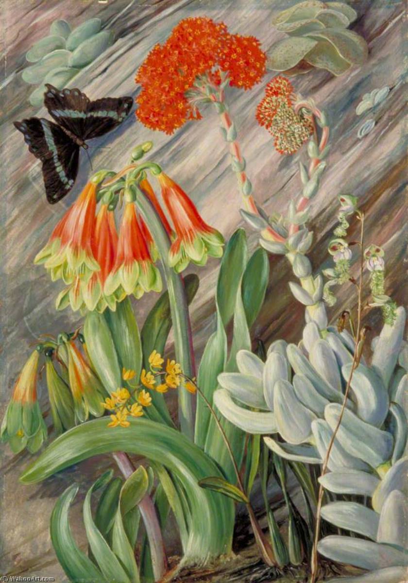 WikiOO.org - Enciklopedija likovnih umjetnosti - Slikarstvo, umjetnička djela Marianne North - Red and Green Cyrtanthus, Crassula, and Orchids, South Africa