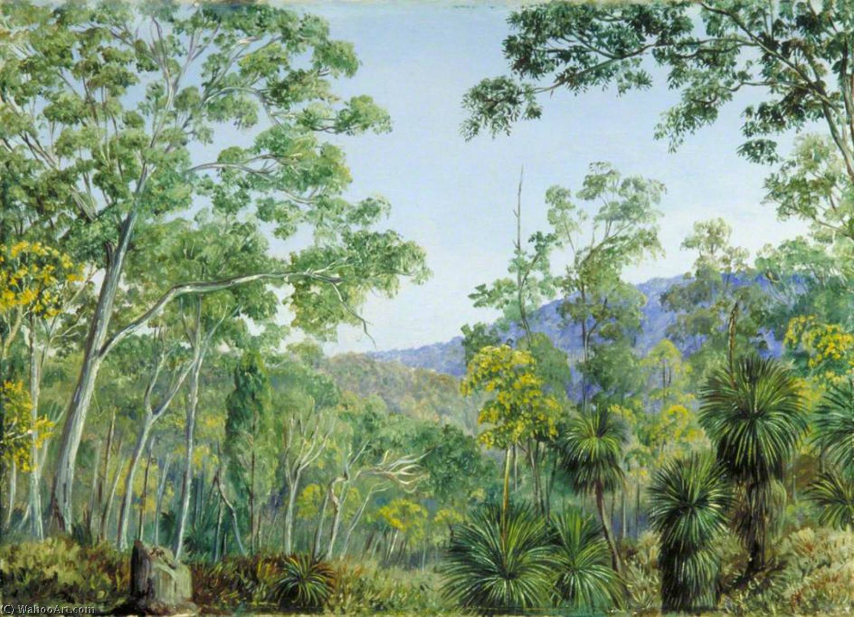 WikiOO.org - Enciclopedia of Fine Arts - Pictura, lucrări de artă Marianne North - Gum Trees, Grass Trees and Wattles in a Queensland Forest