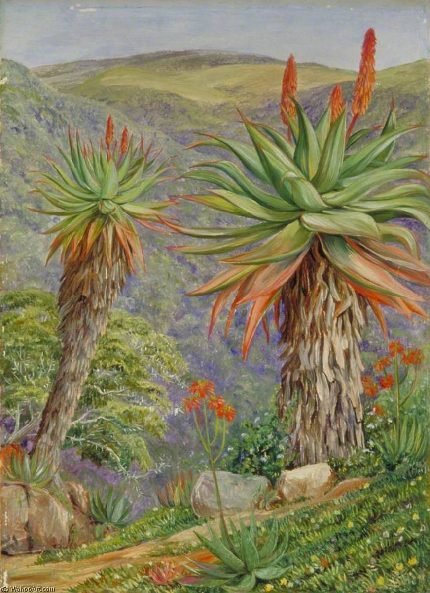 WikiOO.org - 백과 사전 - 회화, 삽화 Marianne North - Tree Aloes and Mesembryanthemums above Van Staaden's Kloof, South Africa