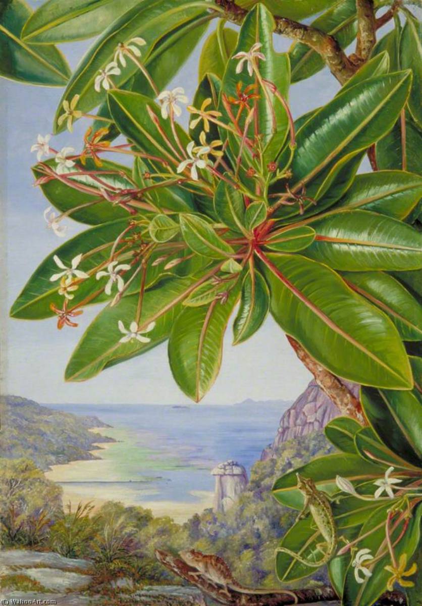 Wikioo.org - Encyklopedia Sztuk Pięknych - Malarstwo, Grafika Marianne North - Flowers of a Bush and Pitcher Plant, Mahé