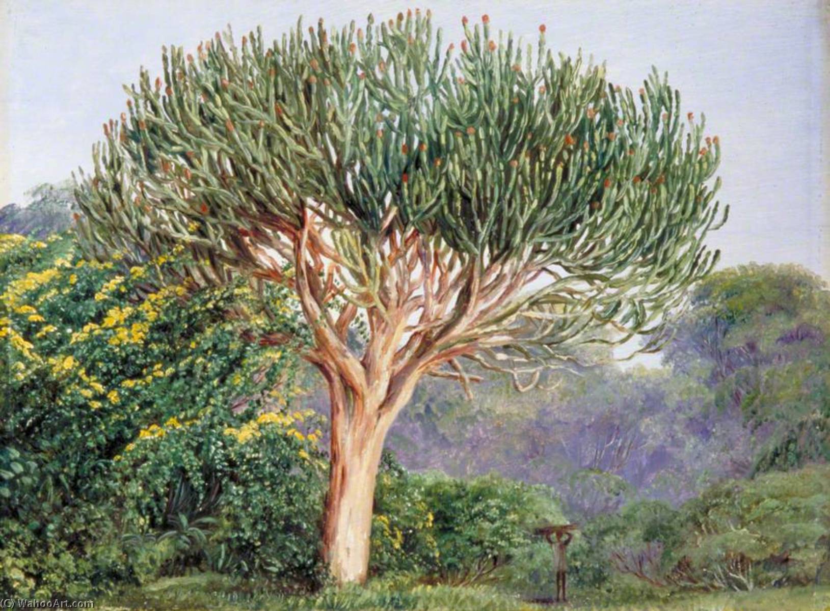 Wikioo.org – La Enciclopedia de las Bellas Artes - Pintura, Obras de arte de Marianne North - un árbol Euforbio , Natal