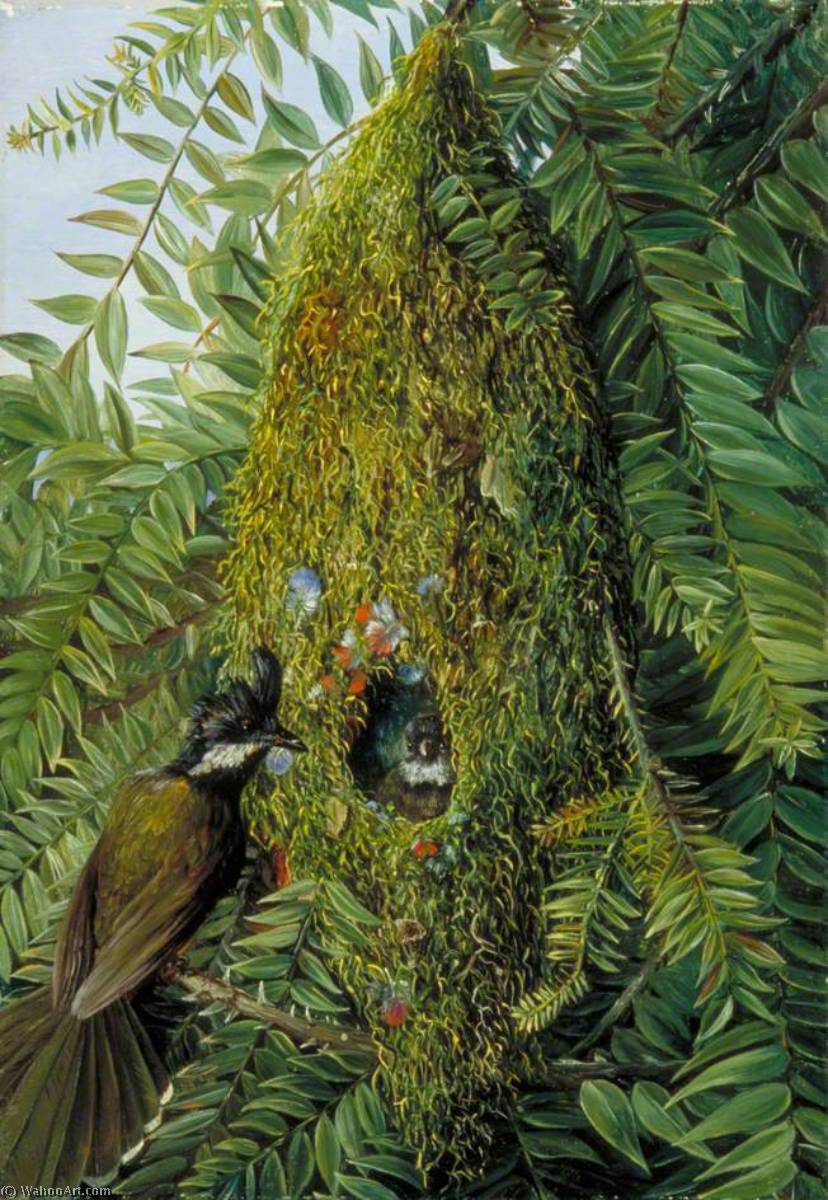 Wikioo.org – La Enciclopedia de las Bellas Artes - Pintura, Obras de arte de Marianne North - Nido de los Coachman's Látigo Pájaro en un bunya bunya , Queensland
