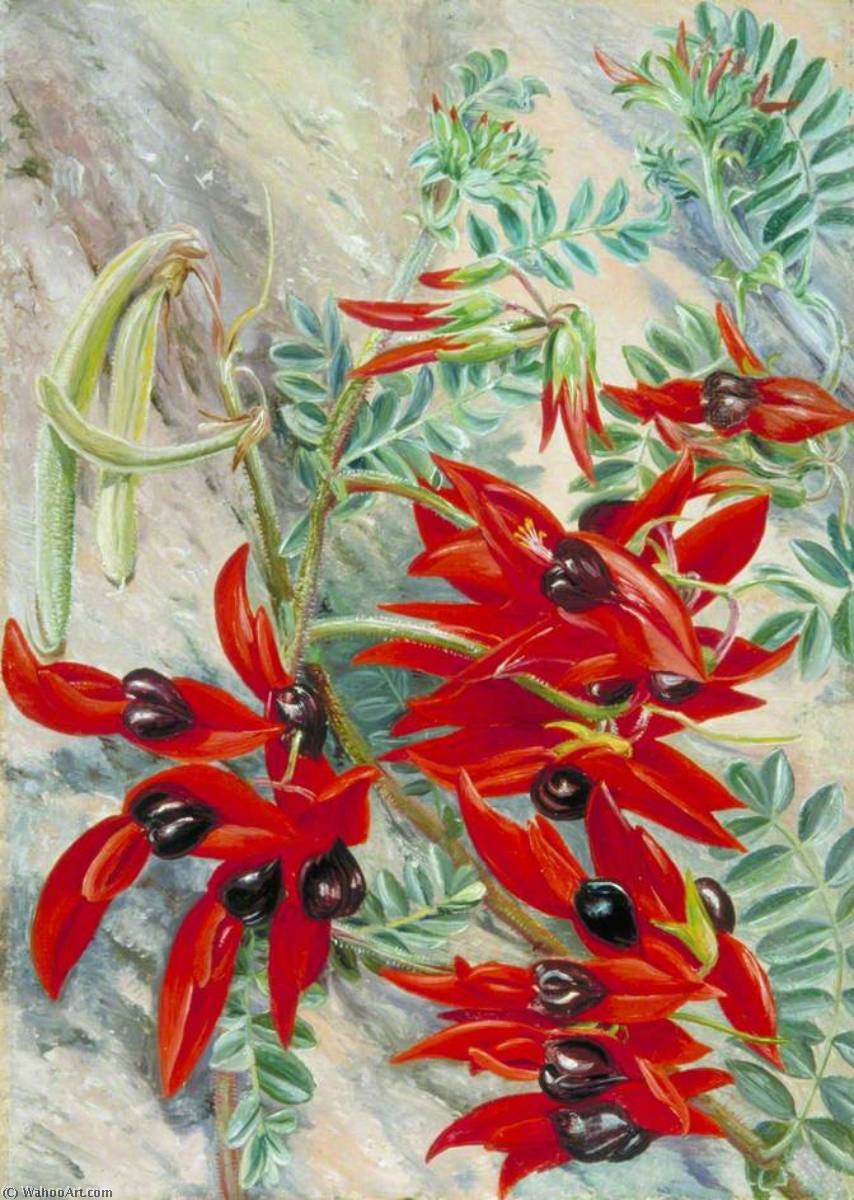 Wikioo.org - The Encyclopedia of Fine Arts - Painting, Artwork by Marianne North - The Australian Parrot Flower