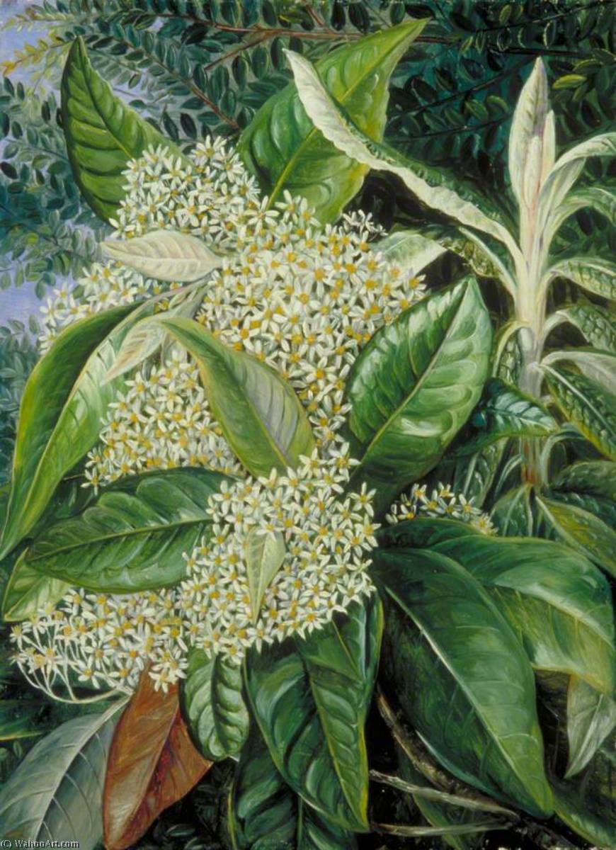 WikiOO.org - Encyclopedia of Fine Arts - Maleri, Artwork Marianne North - Musk Tree and Background of Evergreen 'Beech', Victoria