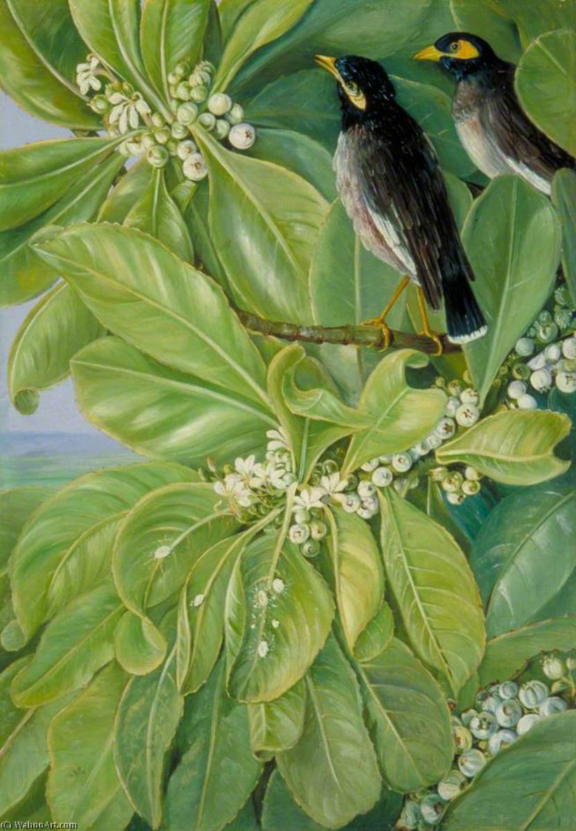 Wikioo.org - The Encyclopedia of Fine Arts - Painting, Artwork by Marianne North - Veloutier Blanc and Pair of Martins, Seychelles