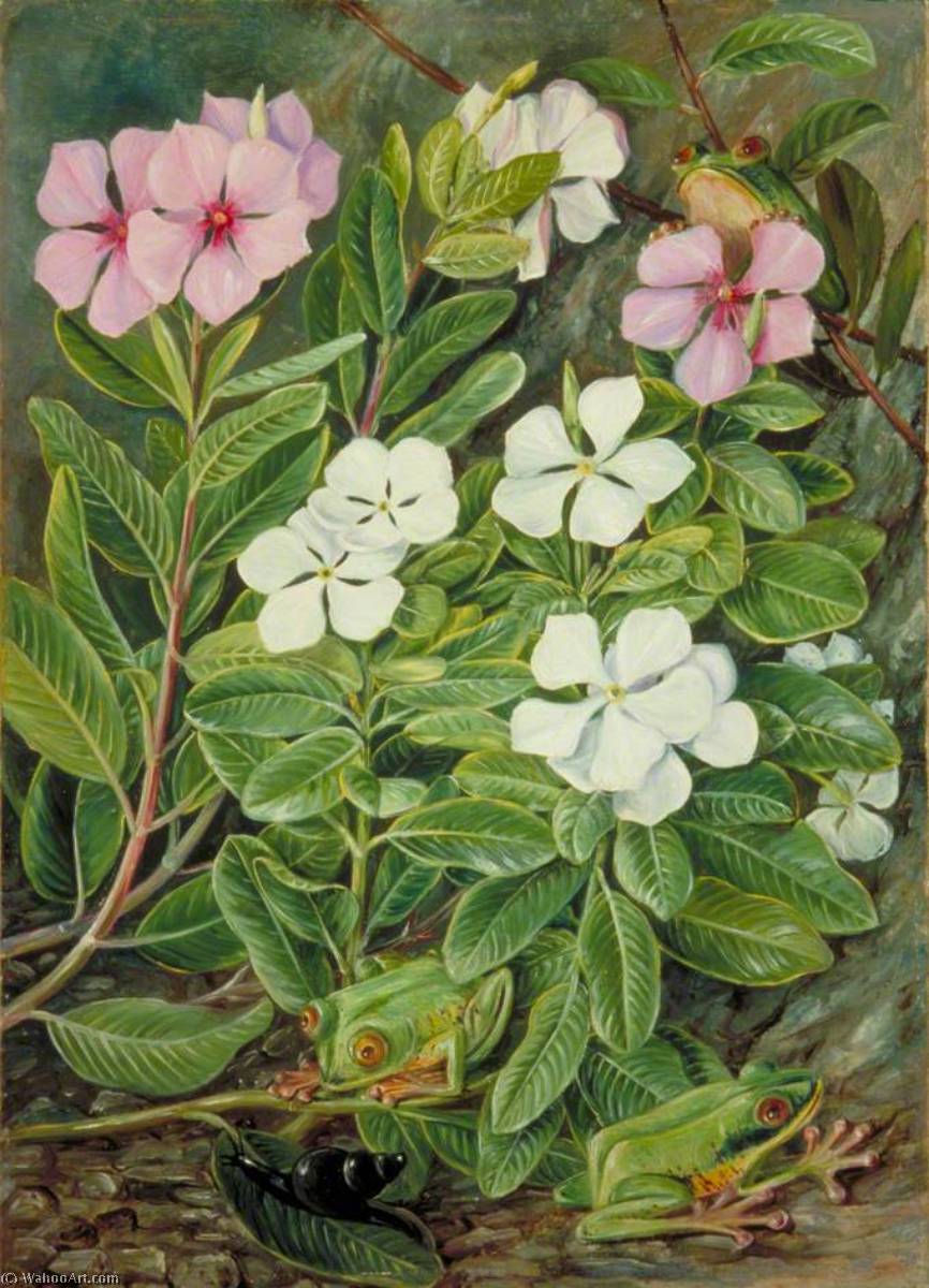 Wikioo.org - The Encyclopedia of Fine Arts - Painting, Artwork by Marianne North - Saponaire or Periwinkle and Green Frogs in Mahé